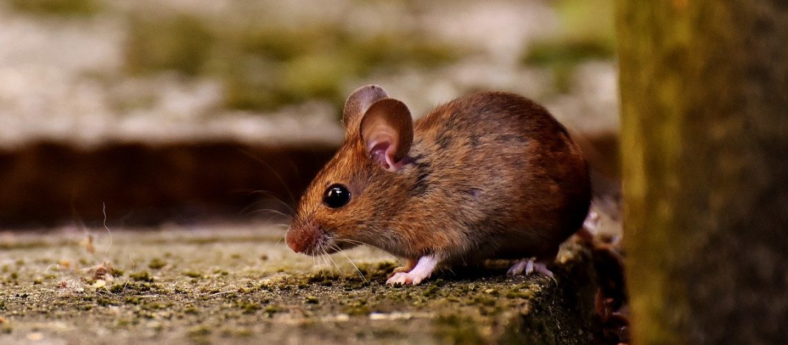 wood-mouse